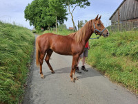 Vente de cheval : Bounty du Bard�
